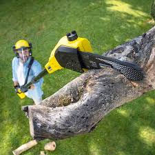 Best Pest Control for Lawns  in Fountain, CO