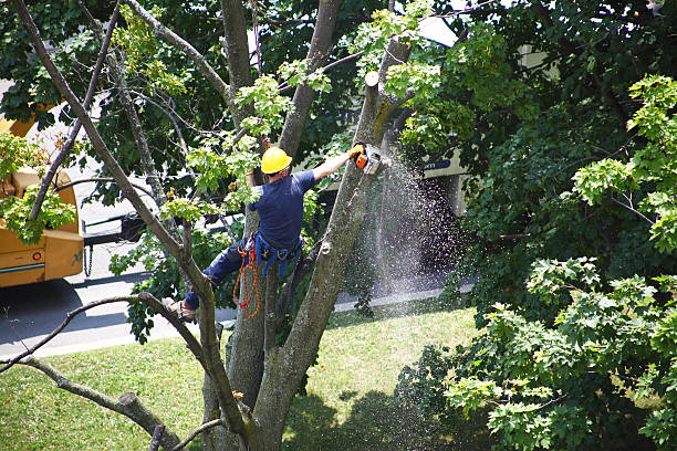 Best Lawn Renovation and Restoration  in Fountain, CO