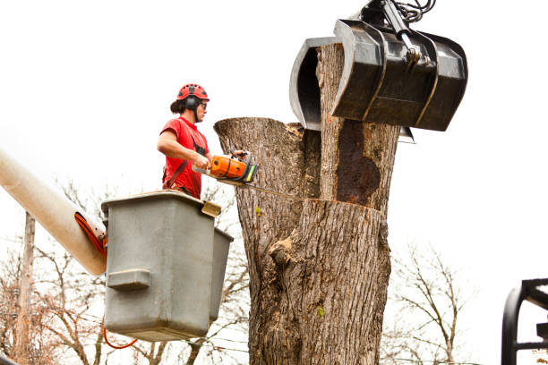 Best Hazardous Tree Removal  in Fountain, CO